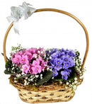 Cesta de Violeta Dupla