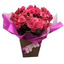 Begônia Rosa