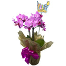 Mini Orquidea Lilás Feliz Aniversário